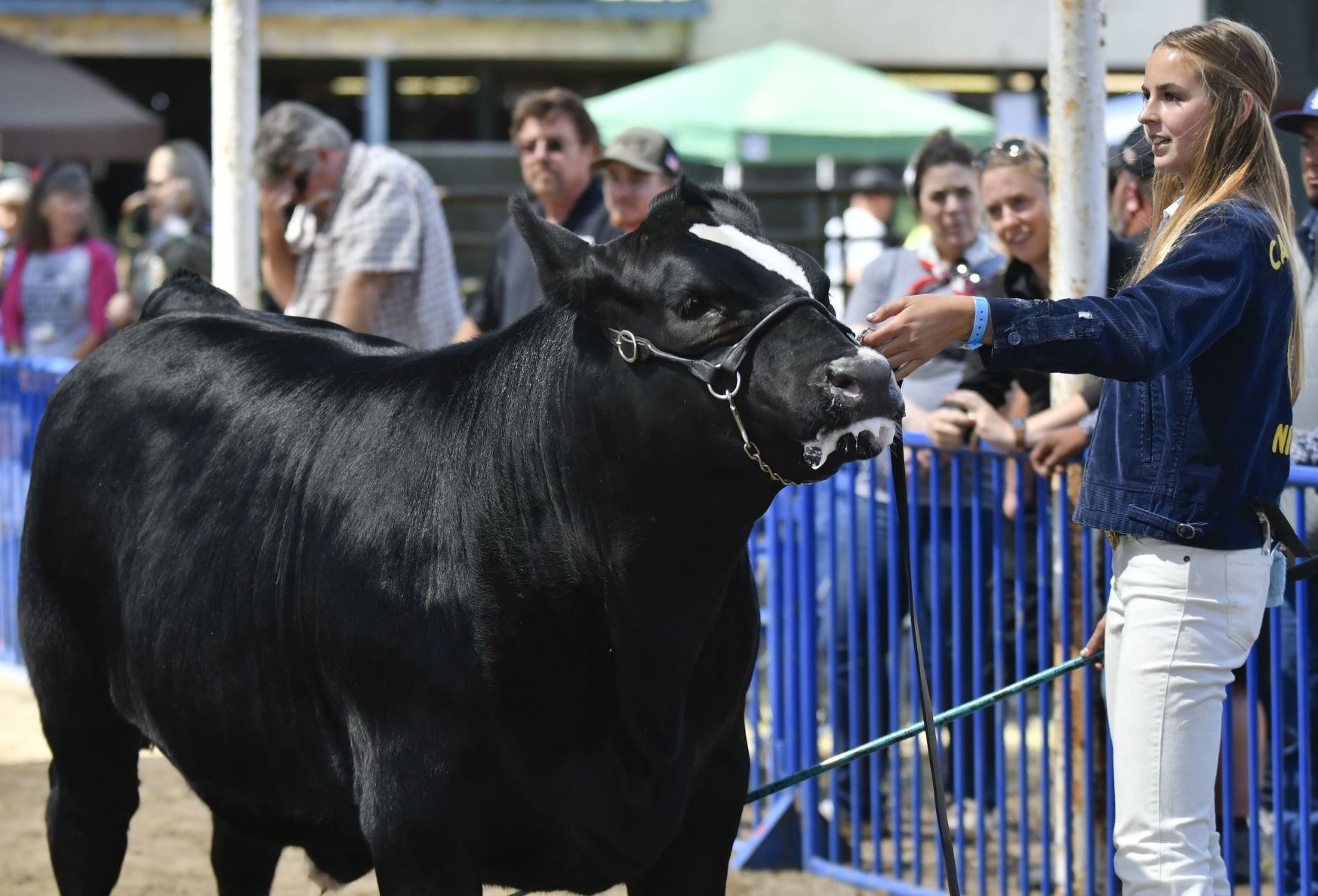 071018 County Fair steer judging 13.jpg